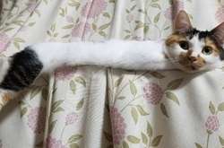 Когда невольно задаешься вопросом – неужели мой кот окончательно сломался? Курьезные фото