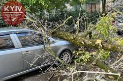 Дерево розбило передню частину автомобіля