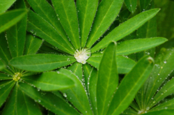 10 августа: какой сегодня праздник, приметы и запреты