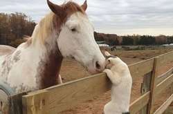 Подборка жутко смешных фото животных, которые избавят вас от плохого настроения