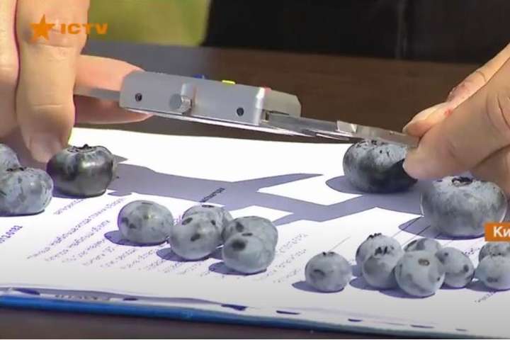 На Київщині виростили найбільші в Україні ягоди лохини (відео) 