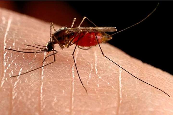 Виникає після укусу комара: у Києві зафіксували захворювання, від якого під шкірою людини заводяться черв’яки 