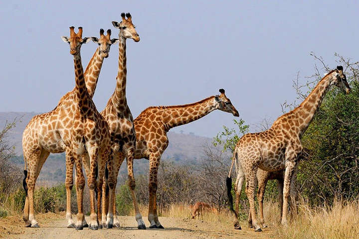 Людство неправильно сприймало жирафів? Вчені Бристольського університету зробили відкриття