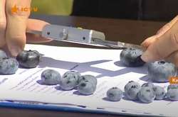 На Киевщине вырастили крупнейшие в Украине ягоды голубики (видео)