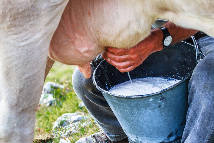 Корів усе менше, яке молоко споживають українці? Відомий виробник прояснив ситуацію 