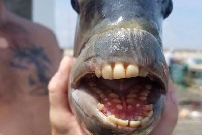 В США поймали рыбу с человеческими зубами (фото) 