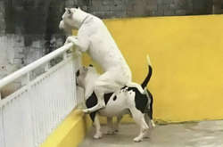 Курьезные фото дурашливых собак, которых сняли не в самый удачный момент