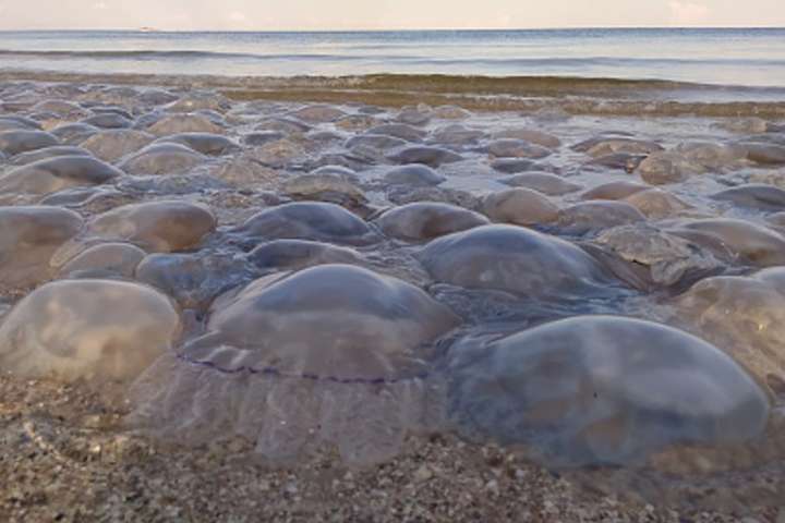 У курортній Кирилівці медуз вивозять тоннами (відео)