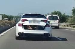 Діти у багажнику Audi RS4 Avant