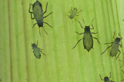 У Північній Америці знайшли нову хижу рослину