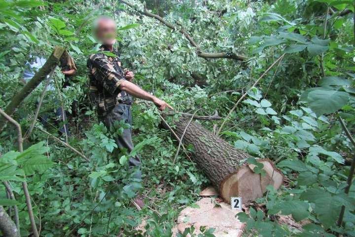На Київщині чоловік вирізав у лісі десять дубів (фото)