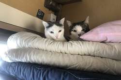 Когда повезло с соседом в поезде. Курьезные фото четвероногих попутчиков