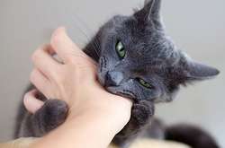 Кіт покусав людей без провокації агресії