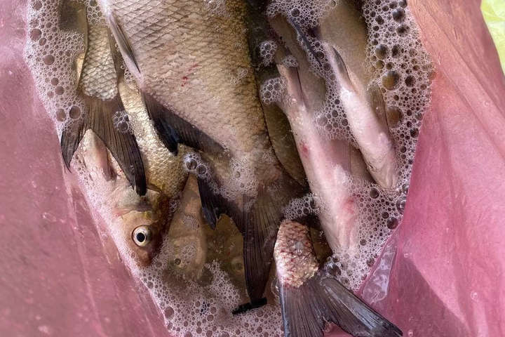 Екологи б'ють на сполох: в Дніпрі виявили небезпечну рибу