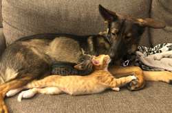 Дружбе этих котов и собак можно поучиться. Курьезные фото