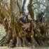 <p>Дерево росло в оливковому гаю в місті Ровія, з давніх-давен його прозвали Німфою</p>