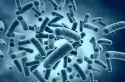 У всіх пацієнтів був діагностований меліоїдоз, захворювання, викликане бактерією Burkholderia pseudomallei