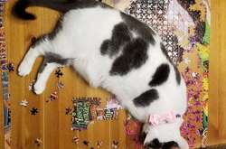 Из-за проделок этих питомцев у хозяев уже немного глазик дергается. Курьезные фото