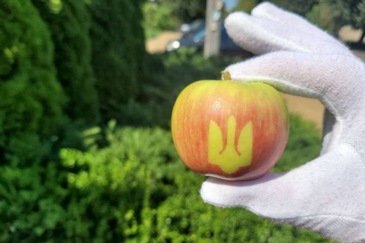 До Дня Незалежності на Вінниччині виростили яблука з Тризубом (фото)