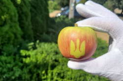  Зазвичай яблука із зображеннями замовляють великі торговельній мережі Вінниччини та сусідніх областей 