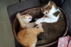 Завести двух питомцев – еще не значит заставить их подружиться. Курьезные фото