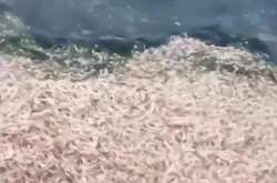  Масовий мор риби і креветок зафіксовано у Хаджибейському лимані 