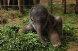 Эти зверята только родились, а уже готовы покорять сердечки людей (фото)