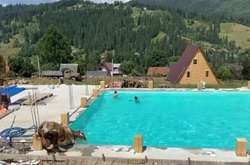 Неймовірні кадри з карпатського готелю: корова стрибнула в басейн до туристів (відео)