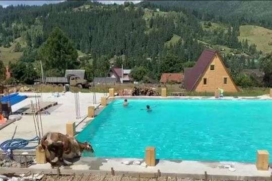 В Карпатах в бассейн неожиданно прыгнула корова (видео)