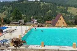 В Карпатах в бассейн неожиданно прыгнула корова (видео)