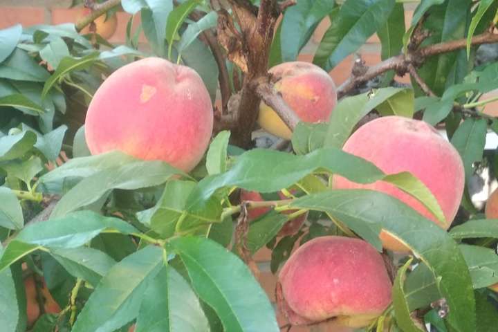 На Винниччине вырастили огромные персики (фото)