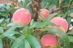 На Винниччине вырастили огромные персики (фото)