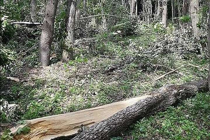 Буревій на Хмельниччині поламав дерева на 100 гектарах лісу