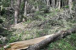 Буревій на Хмельниччині поламав дерева на 100 гектарах лісу