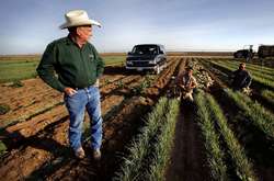 Через екстримальну спеку в Америці почастішали випадки смертей фермерів