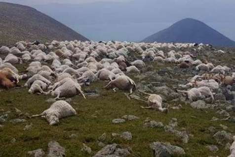 У Грузії блискавка вбила більш як пів тисячі овець