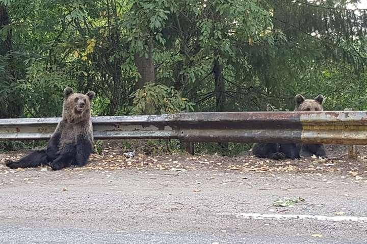 Наче у зоопарку. Мандрівники зустріли на гірській трасі у Румунії шістьох ведмедів