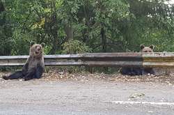 Наче у зоопарку. Мандрівники зустріли на гірській трасі у Румунії шістьох ведмедів