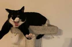 Курьезные фото кошек, чей разум внезапно помутился