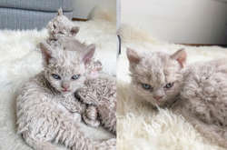 Невозможно удержаться от того, чтобы их не погладить. Курьезные фото уникальных котят-овечек