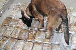 В Одеському порту виявлено партію кокаїну на $10 млн (фото, відео)