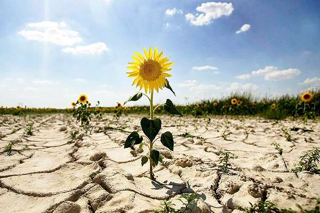 Изменение климата: засуха уже угрожает центральной Украине