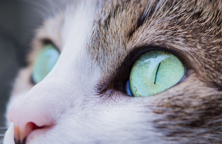 Вправду ли коты способны лечить людей – мнение зоопсихолога