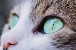 Вправду ли коты способны лечить людей – мнение зоопсихолога