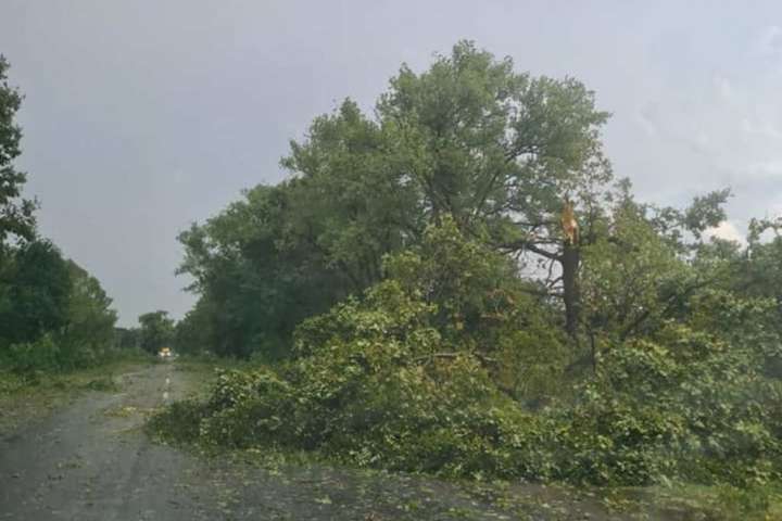 На Буковині буревій повалив дерева (фото, відео)
