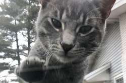 Когда домашние котики не дают расслабиться даже в собственном доме. Курьезные фото