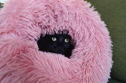 Как домашние питомцы ухитряются поместиться в любом месте. Курьезные фото