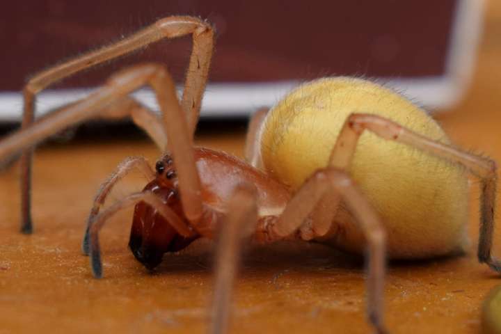 В Україні з’явився отруйний павук: стрибає і проколює шкіру (фото)