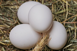 Производство яиц сократилось: что будет с ценами