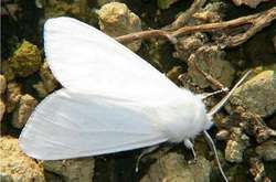 Американський білий метелик шкодить деревам